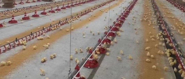 Broiler Breeder Automated Poultry Feeding System