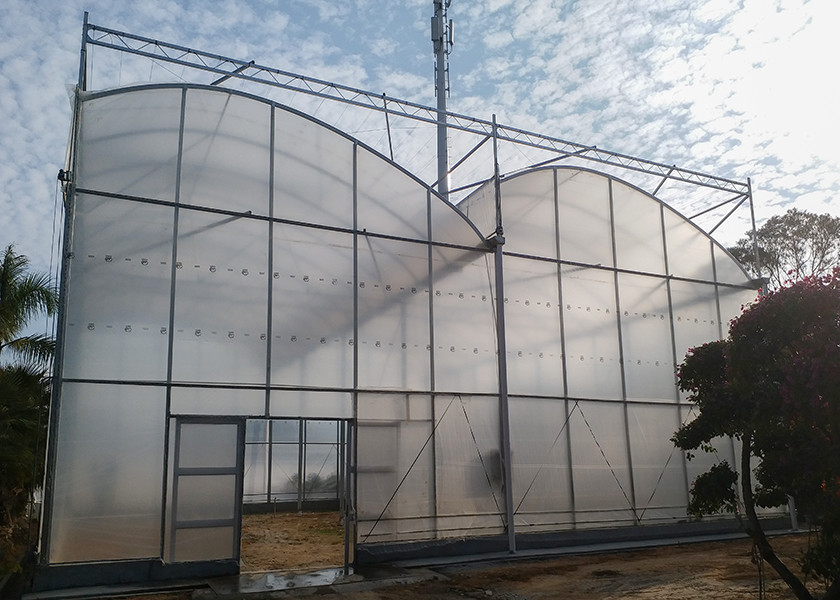 High Roof Plastic Uv Greenhouse With Natural Ventilation For Rainy Climates