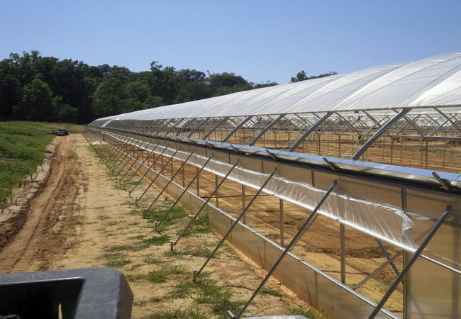 Blueberry PE Film Poly Tunnel Greenhouse Anti Ultraviolet