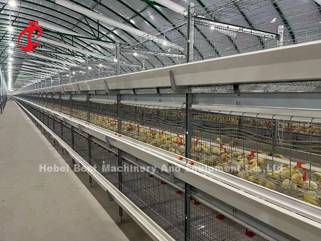 A And H Poultry Broiler Cage Raising Equipment For Day Old Chicks Sandy