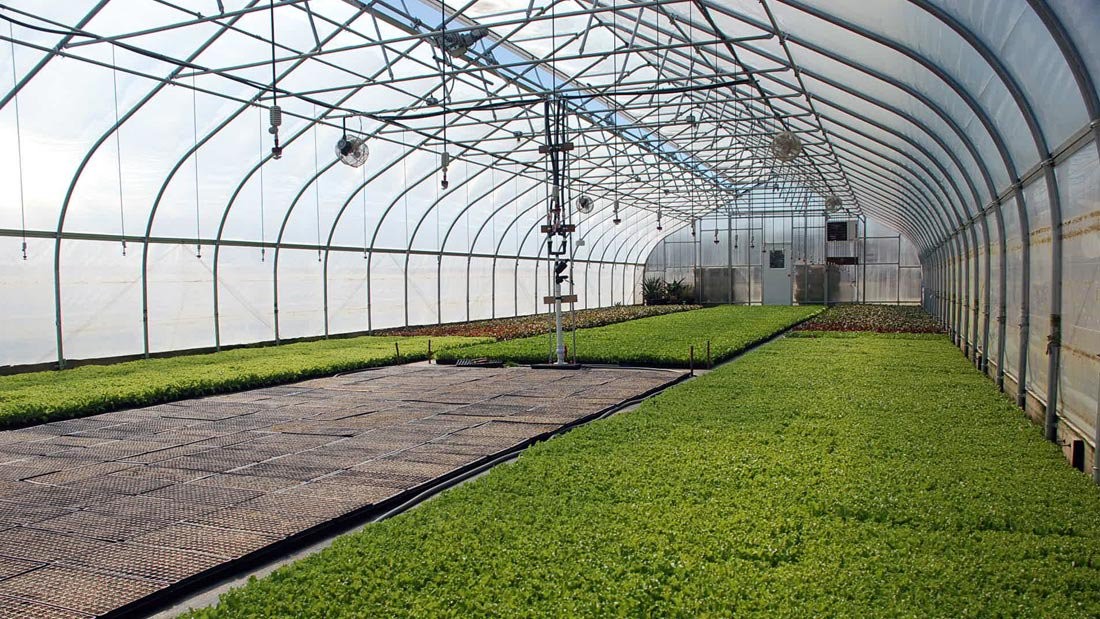 100 Micron PE Film Greenhouse Single Layer Plastic Tunnel Greenhouse