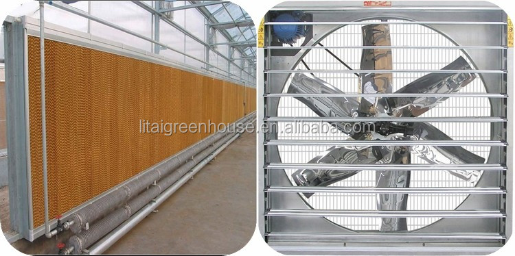 Large Transparent Plastic Film Multi-Span Greenhouse Grow Tent Transparent and Durable