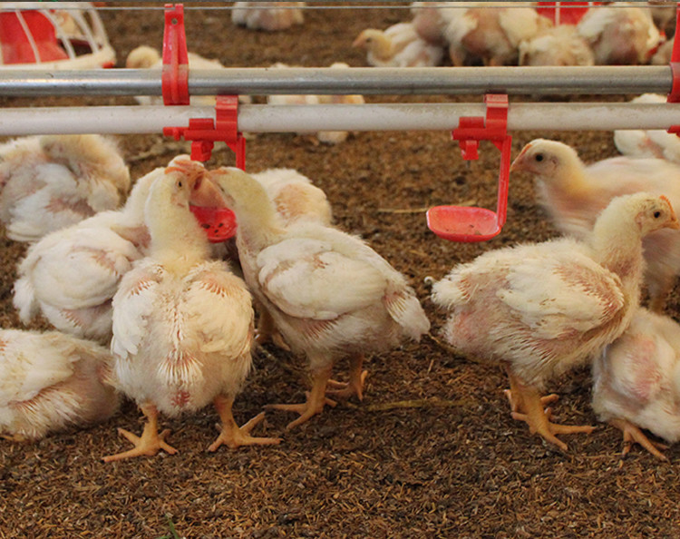 PVC Poultry House Accessories Water Inlet Valve And Pipe