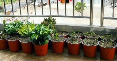 Soft Thickened Edge PP 3 Gallon Plastic Flower Pots Bottom Drainage