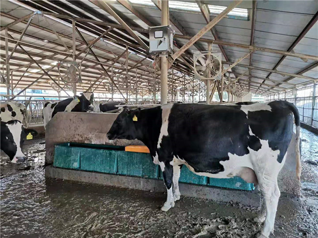 Cow Frost Proof Thermal 98KG Cattle Water Drinkers 560mm Heated Water Trough