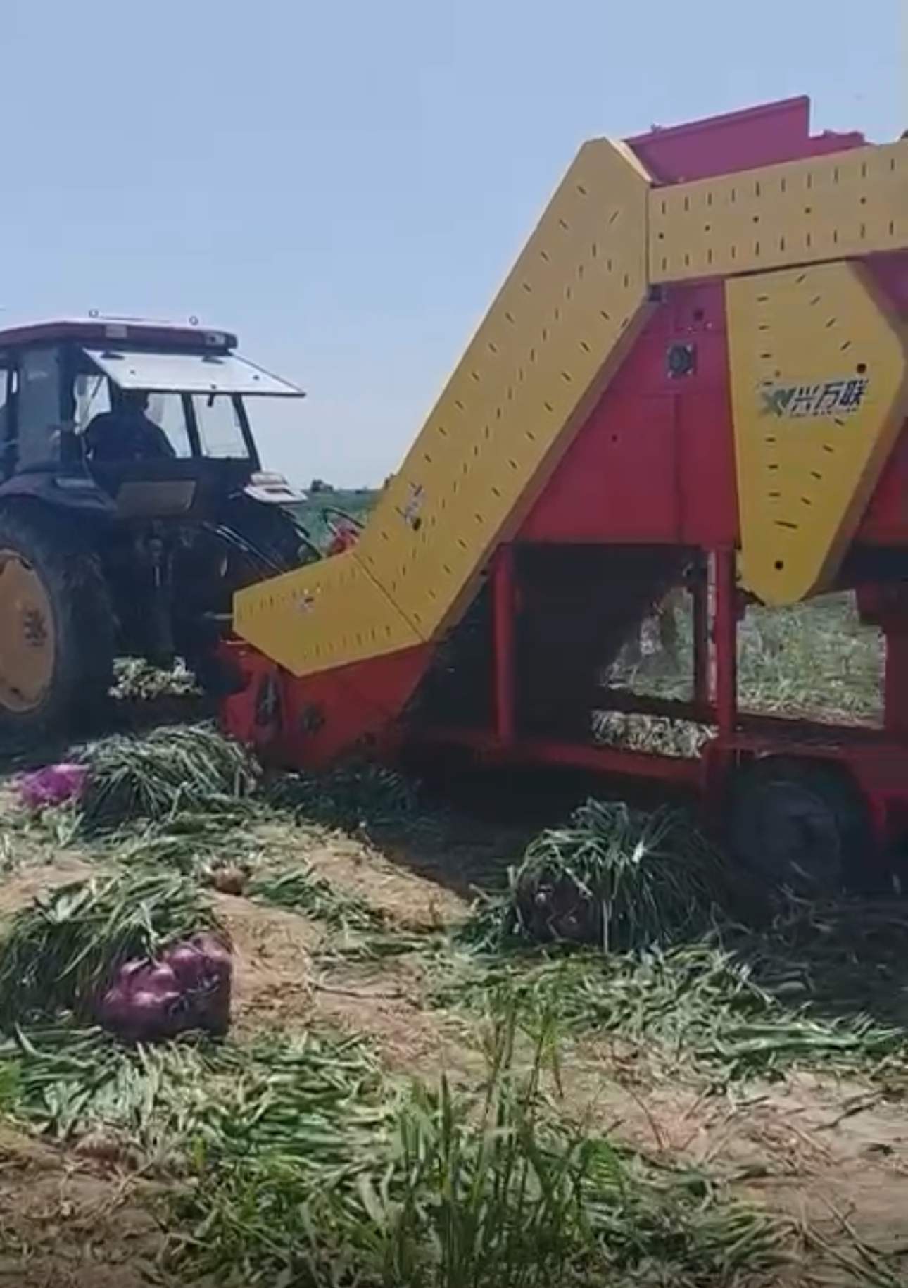 onion harvesting machine harvester