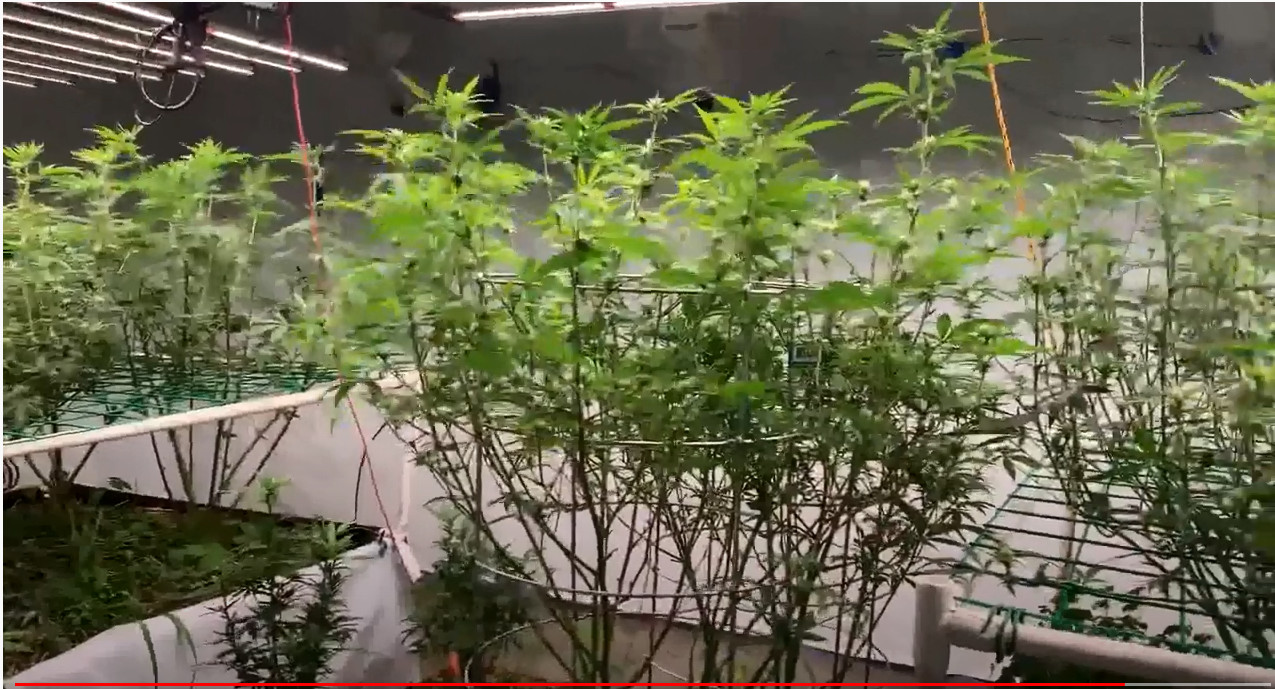 3.1umol/J 3500k Plant Grow Lights For Marijuana