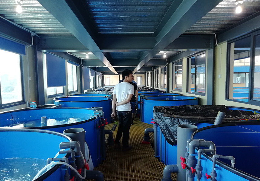 Commercial Recirculating Aquaculture System UV Sterilization Antibiotic Free Fish