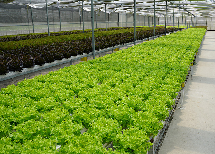 Heavy Duty Windproof Commercial Hot Houses Reinforced Plastic Greenhouse