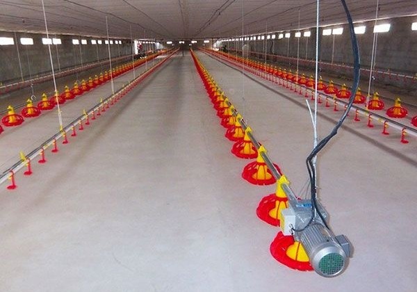 66kg Galvanized Chicken Feeder