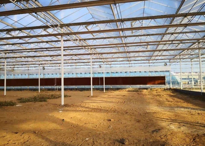 6x12 6x10 6x8 Large Venlo Type Polycarbonate Greenhouse Design With Galvanized Steel Structure