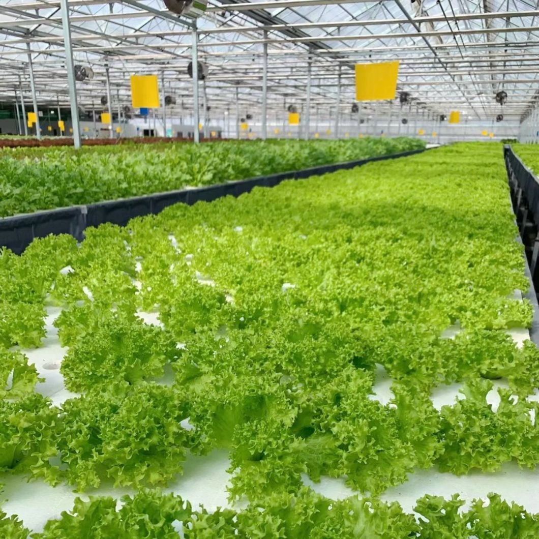 Glass Greenhouse for Cultivating Vegetation