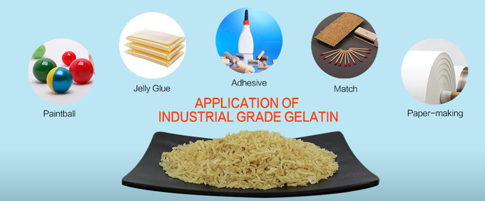 230-520 Bloom Industrial Gelatin Halal Unflavored Beef Gelatin