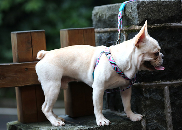 Easy Pull Dog Walking Harness For Hiking