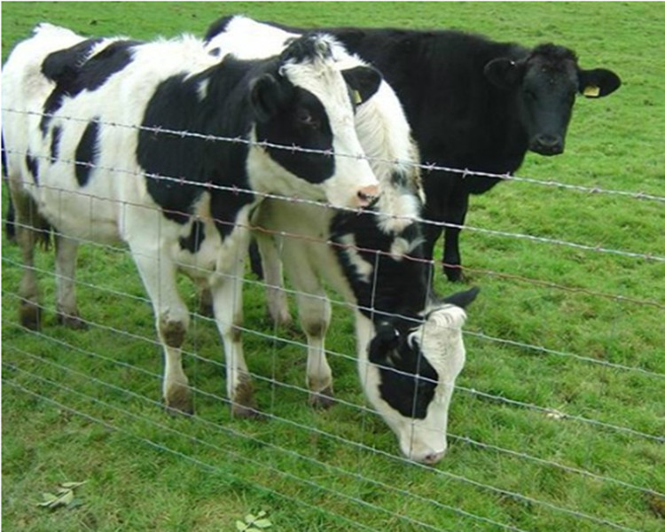0.8m/1.5m hot dipped galvanized grassland farm field fence goat cattle sheep farm fence