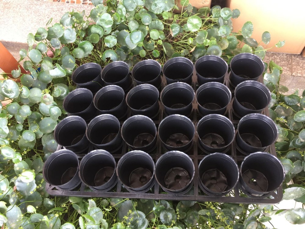 Injection Mould 24 Holes HDPE Plastic Nursery Tray Pot Carry Tray OEM