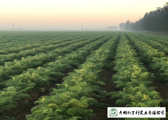 Japan Standard Fresh Organic Carrots Own Plantation Supply To Supermarket