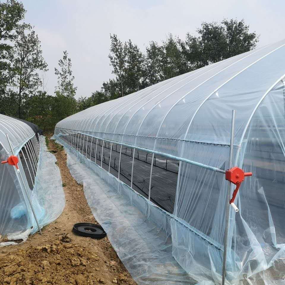 Film Cover 50x8m Single Span Type Agricultural Tunnel Greenhouse with 3.5-5M Height