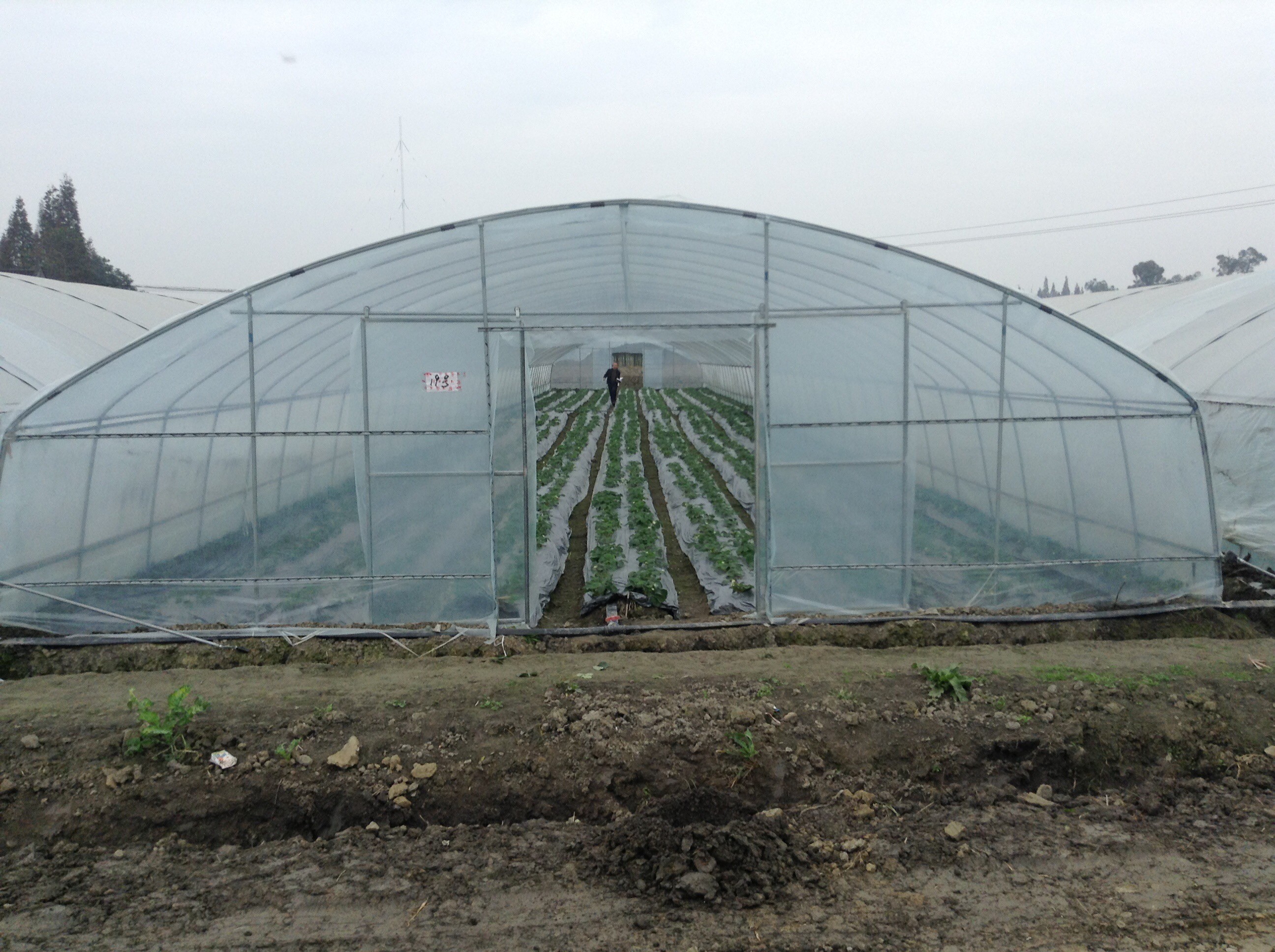 Single Span High Tunnel Plastic Greenhouse With Roof Ventilation System