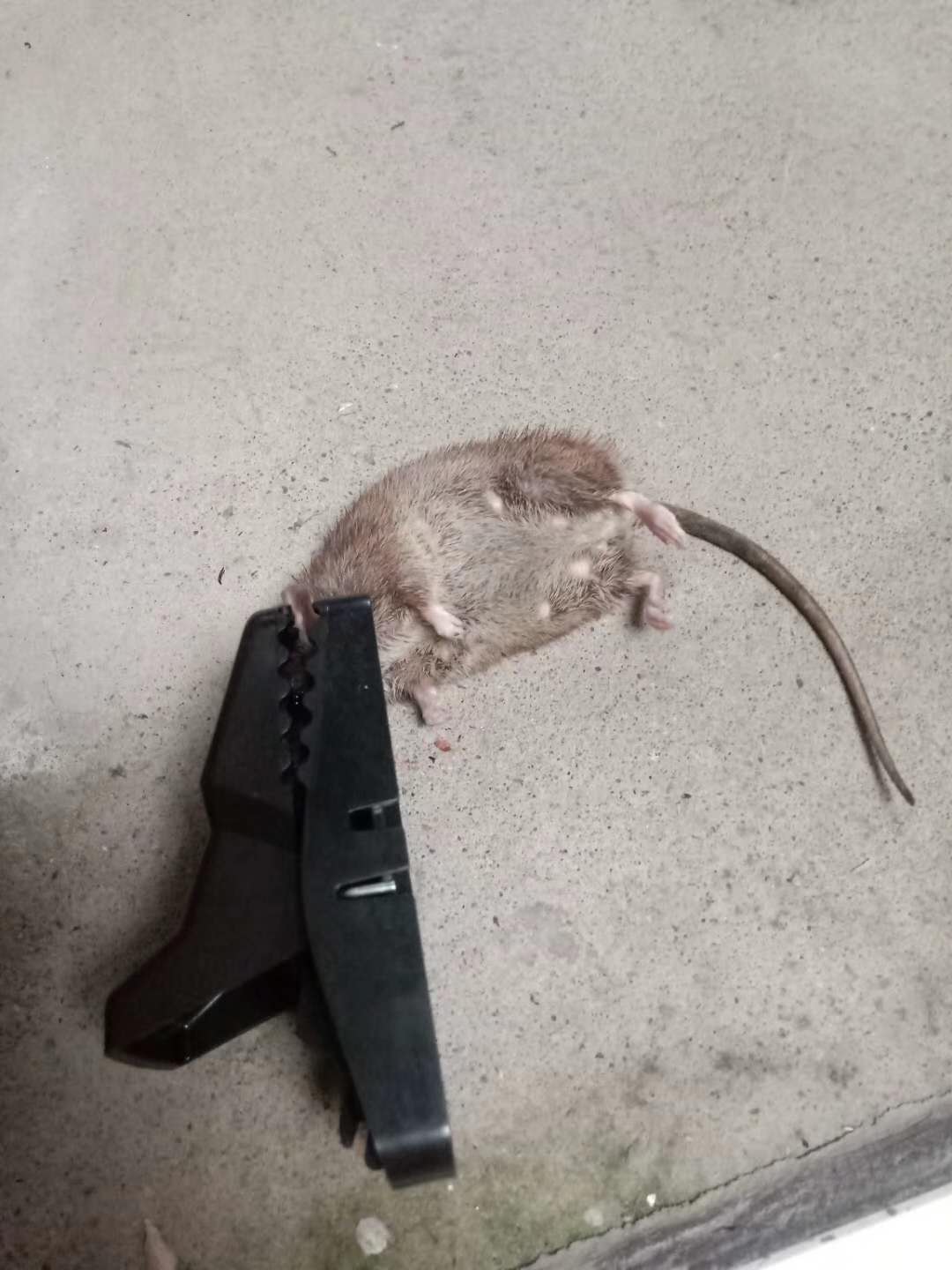 Function Mouse Killer Reusable Humane Snap Plastic Rat Trap for Effective Pest Control