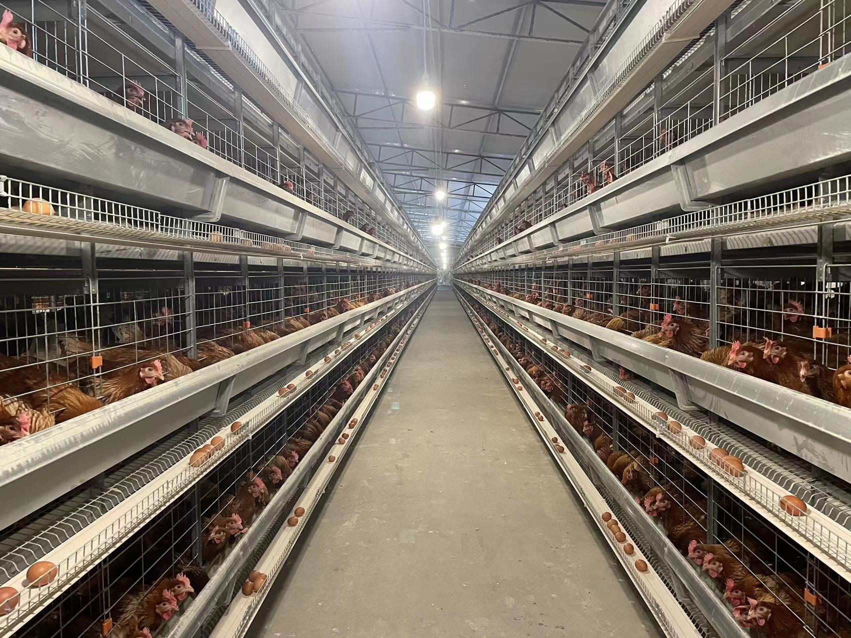 Several Tiers Automatic Chicken Cage Layer Farming High Corrosion Resisten