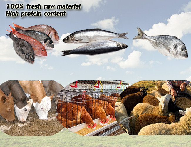 High Protein Cattle Feed Powder Contain Various Nutrition With Plastic Bag Package