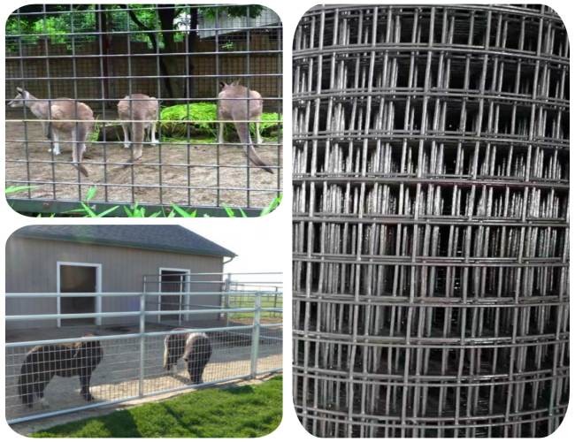 Non Rusting Welded Steel Wire Mesh Zoo Animal Enclosure Wire Mesh 10m-30m