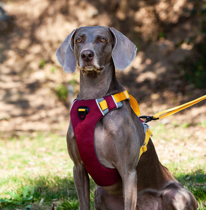 best chew proof dog harness