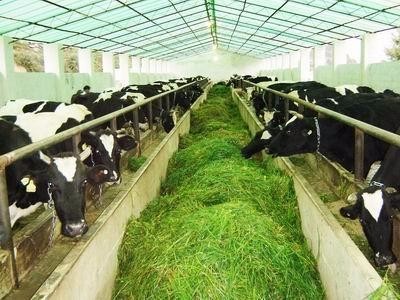 6T/H 380V Grass Chopper Cutting Machine Animal Fodder 0.9 Stalk Silk