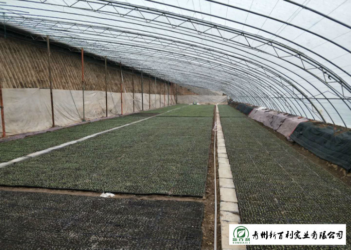 Safety Chinese Green Cabbage Lower Cholesterol Levels Without Pollution