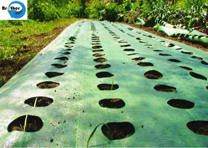 UV Treated Agriculture Weed Control Mat Black Plastic Mulch Ground Cover Weed Barrier Fabric