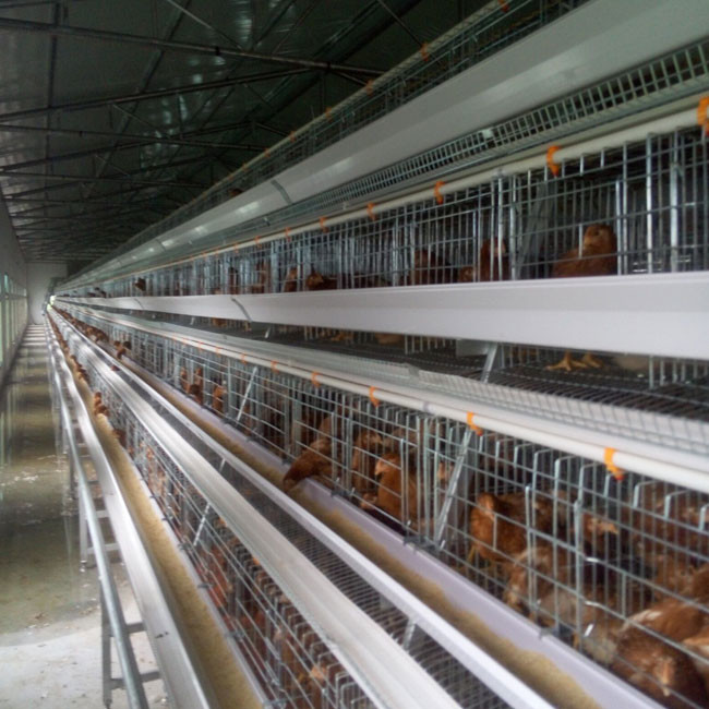 4 Birds Per Cell Battery Cage System Hot Dipped Galvanized