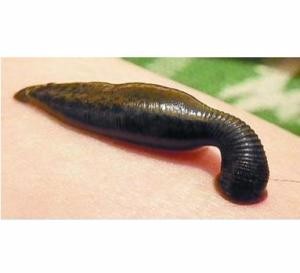 100% water solution Leech Freeze Drying Powder