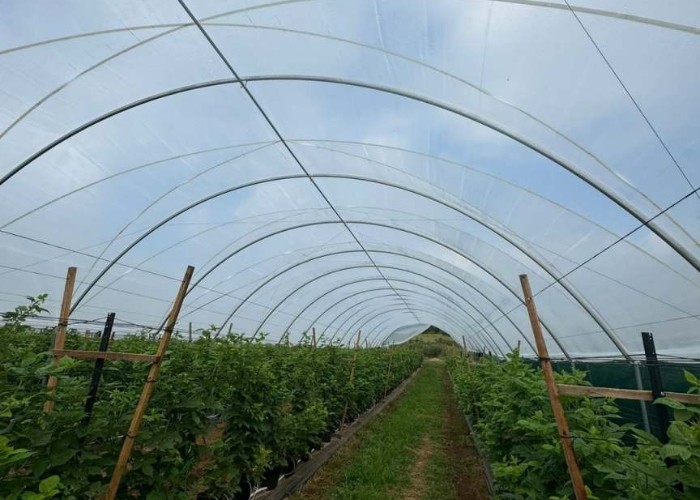 Uv Resistant Polyethylene Berry Hoop Film Greenhouse With Door Keep Warm Growing Strawberry Blueberry