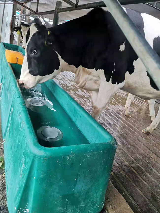Cow Frost Proof Thermal 98KG Cattle Water Drinkers 560mm Heated Water Trough