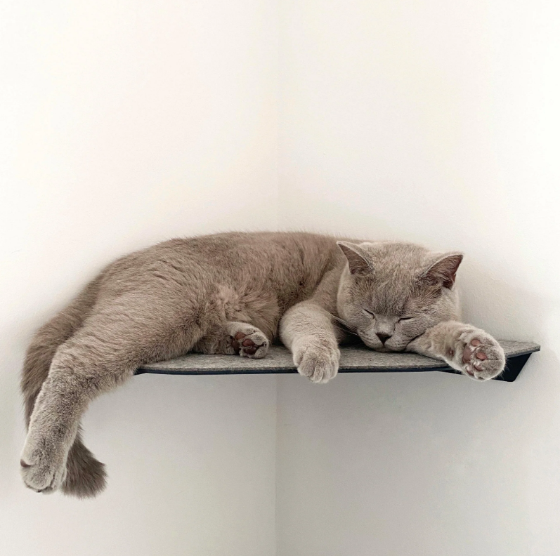 Keep Your Cat Active and Healthy with Yellow Floating Cat Wall Shelves Steel Perches