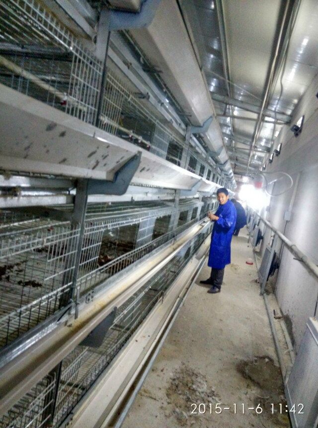 Farming Coop Chick Rearing Cage Chickenl Husbandry Equipment
