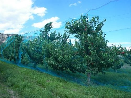 Professional Insect Screen Mesh For Crop Protection 10x10 / 25x25 Size