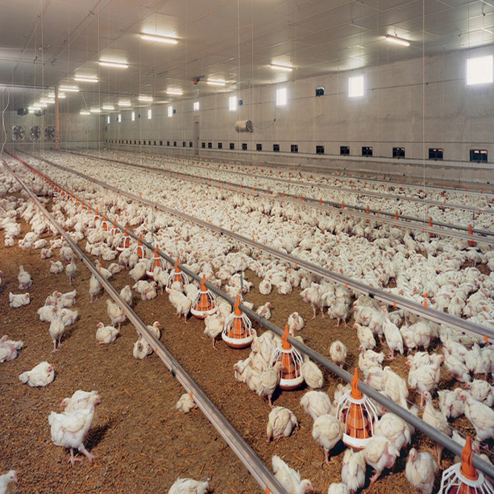 Galvanized Steel Frame Chicken House Bolts Connection Steel Structure Poultry Sheds