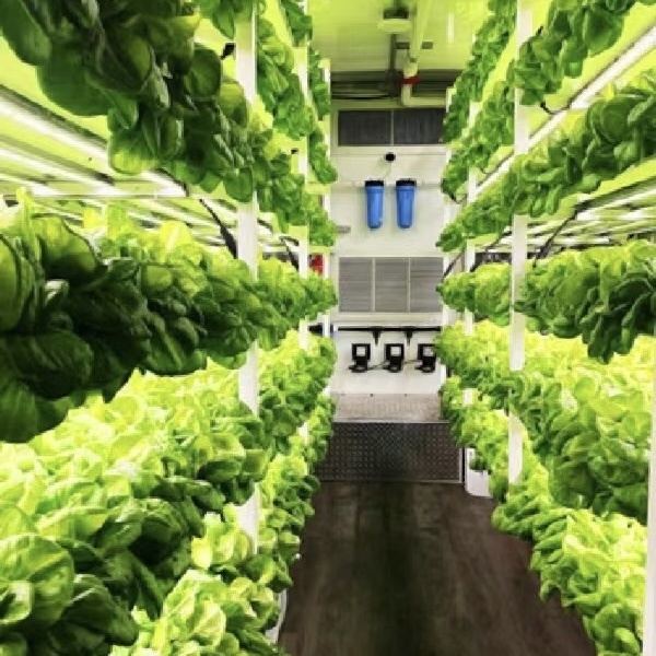 Juxiang Reefer Container Greenhouse
