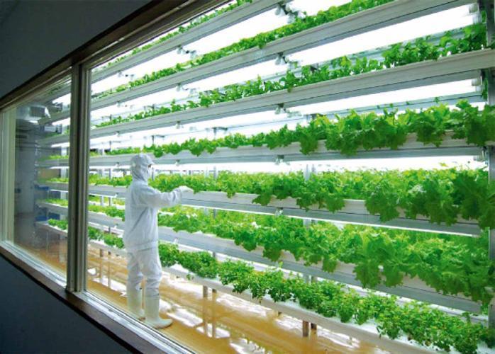 Container House for Growing Green Leafy Veggies
