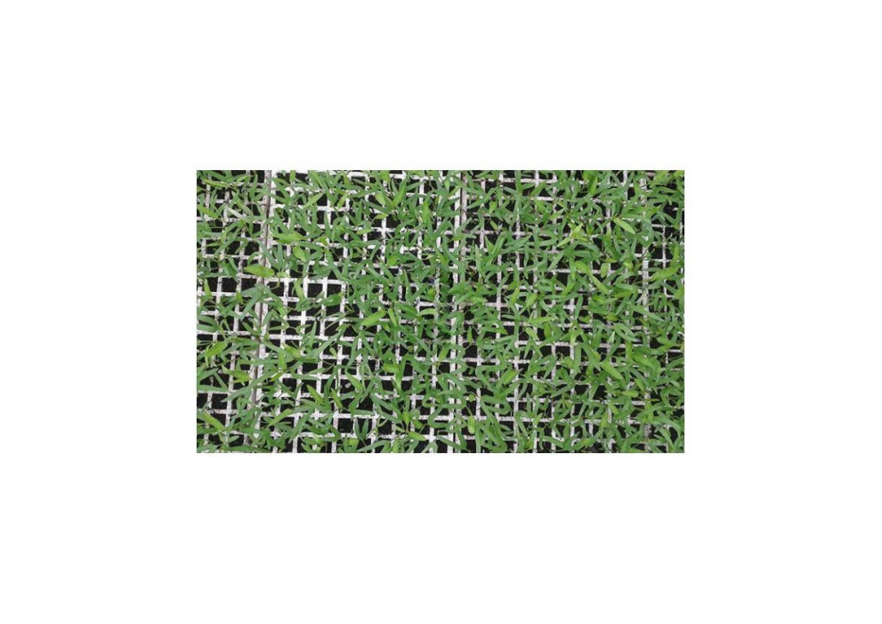 EPS / EVA / EPE / EPP Material 200 Well Seedling Tray Eps200 agriculture nursery tray