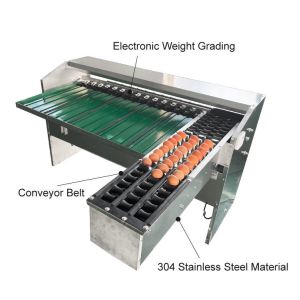 Automatic Egg Sort Grade Weighing And Sorting Egg Machine Egg Grading Process