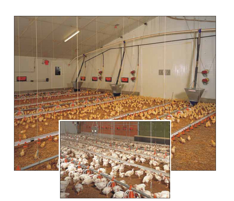 Poultry Farm Automatic Pan Feeding System Floor Raising For Chicken Broiler Breeder