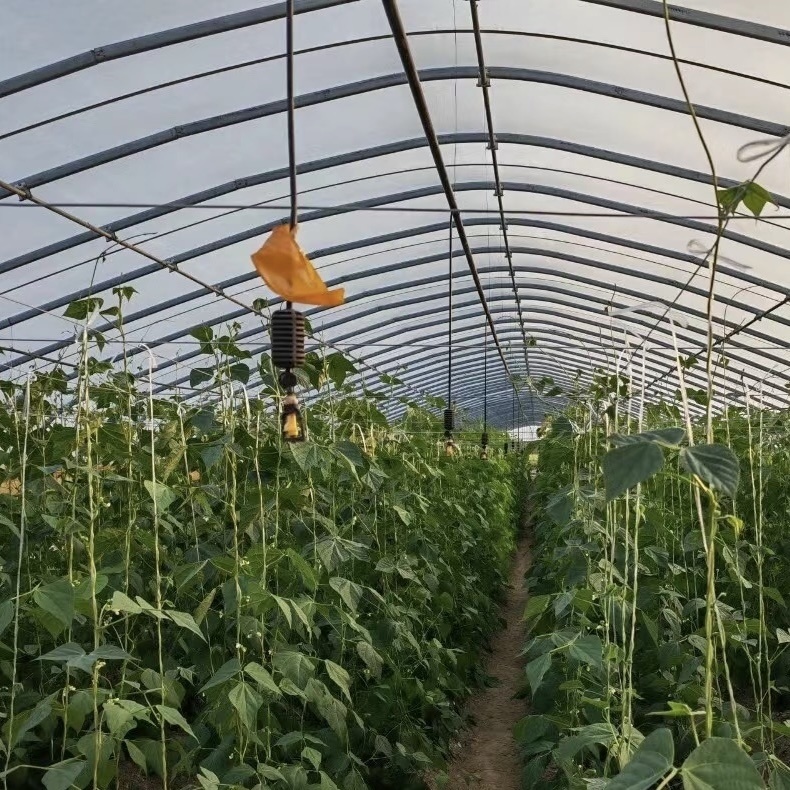 Tunnel Greenhouse Cocopeat Growing System for Tomatoes and Strawberries