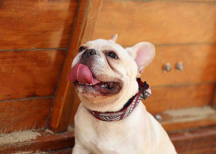 Personalized Reflective Martingale Dog Collars And Matching Leashes Combo