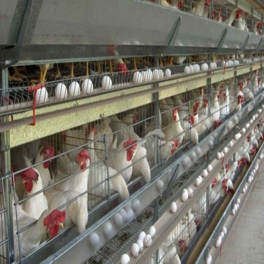 Customizable Farm Steel Structure Poultry House Galvanized For Automated Ventilation