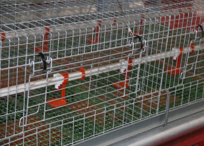 Quail Bird Farm Commercial Poultry Watering Systems For Broilers Layers Hens