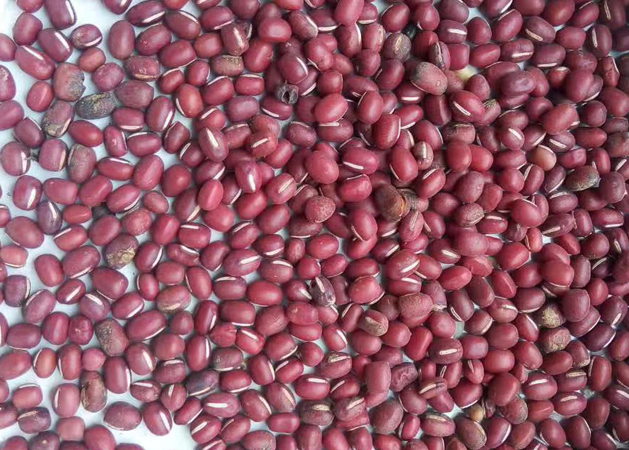 8.0 - 15.0T/H Capacity Bean Sorting Machine White Color HD Recognition