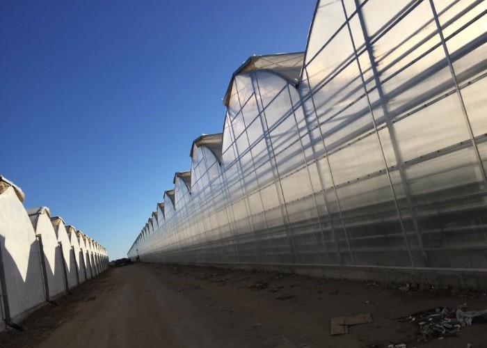 Steel Frame Polycarbonate Greenhouse For Vegetables Multi Span PC Board Greenhouse Agriculture Outdoor